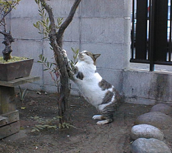 爪とぎ中のゴマ